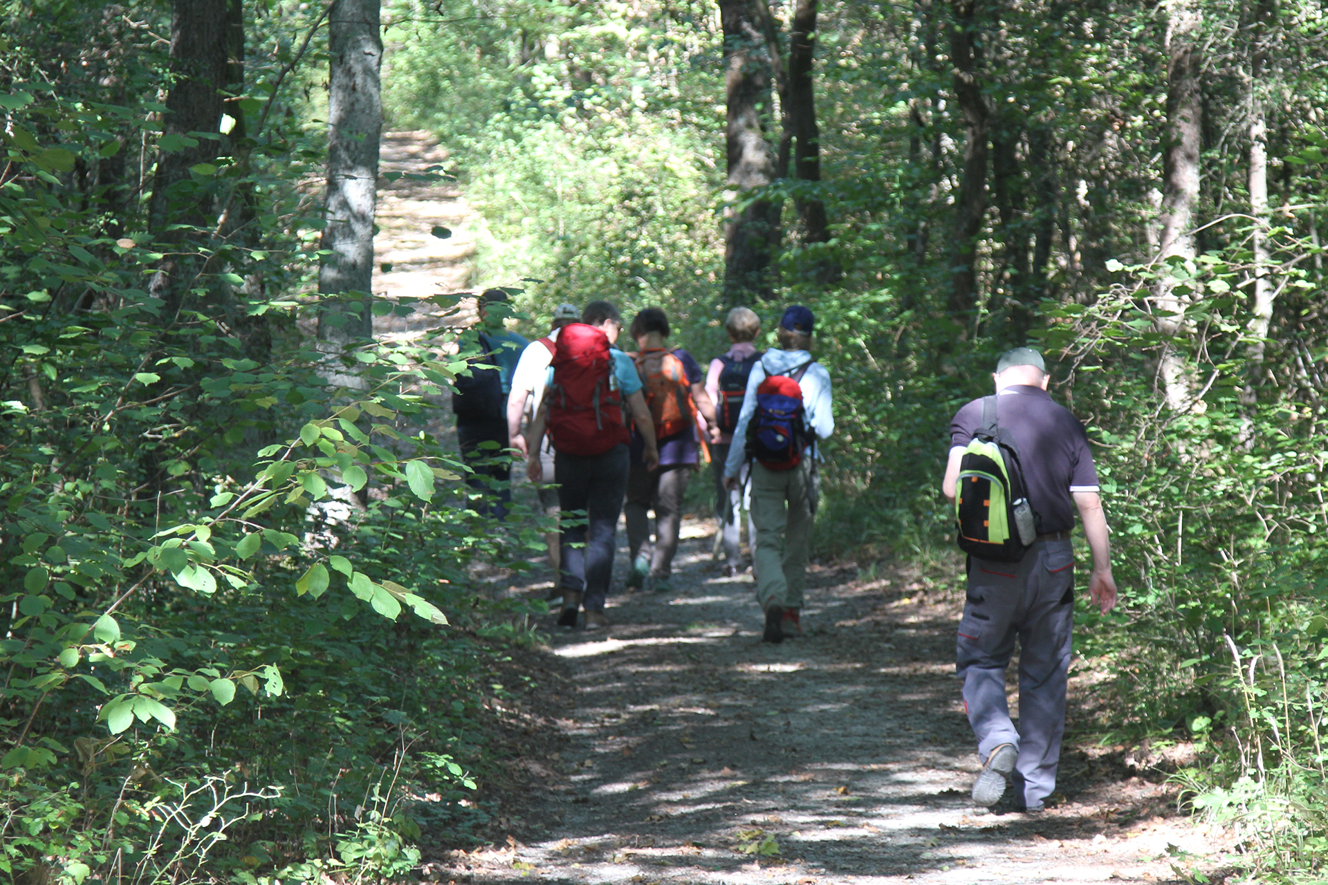 Das Bild zeigt eine Wandergruppe auf einem Waldweg.