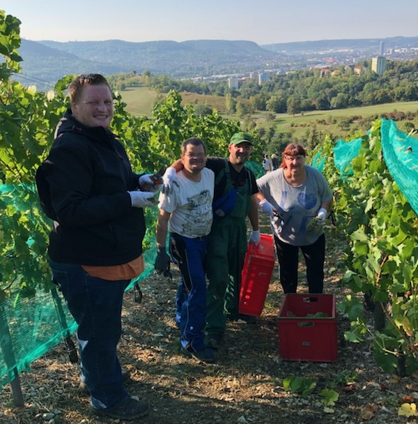 Eine Gruppe aus vier Menschen in Arbeitsklamotten steht auf dem Weinberg, bereit für die Weinlese